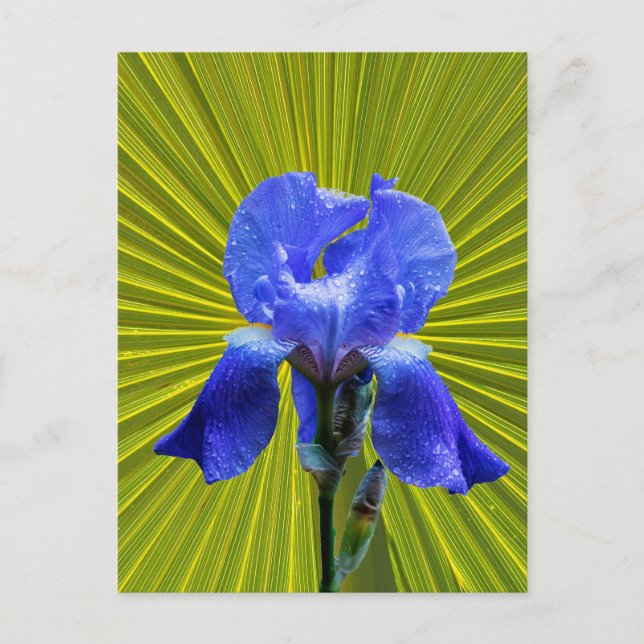 Carte Postale Fleur d'Iris (Devant)