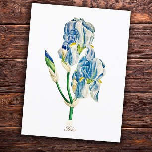 Carte Postale Fleur d'Iris Bleu Botanique Vintage Élégante