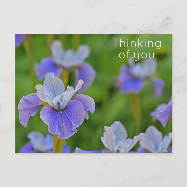 Carte Postale Fleur d'Iris Bleue Pensant à vous (Devant)