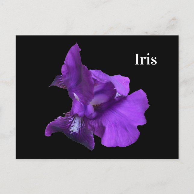 Carte Postale Fleur d'iris pourpre (Devant)