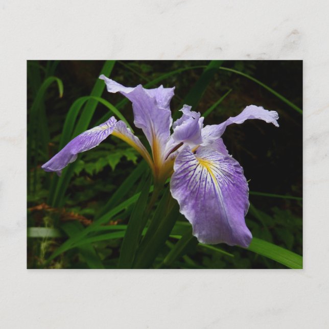 Carte Postale Fleur d'Iris sauvage Floral pourpre (Devant)