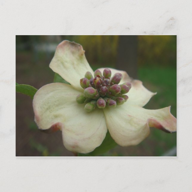 Carte Postale Fleur Dogwood (Devant)