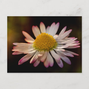 Carte Postale Fleur d'oie