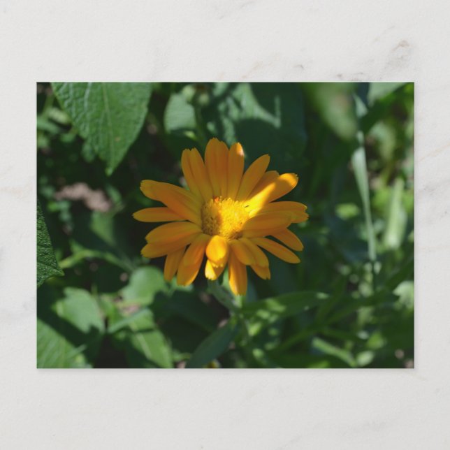 Carte Postale Fleur d'orange Pot Marigold (Calendula officinalis (Devant)