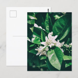 Carte Postale fleur d'oranger au soleil