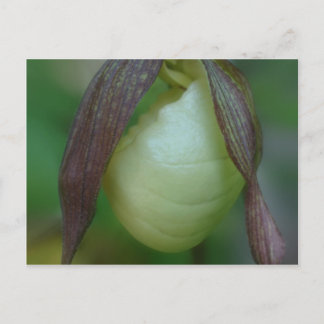 Carte Postale Fleur d'orchidée blanche