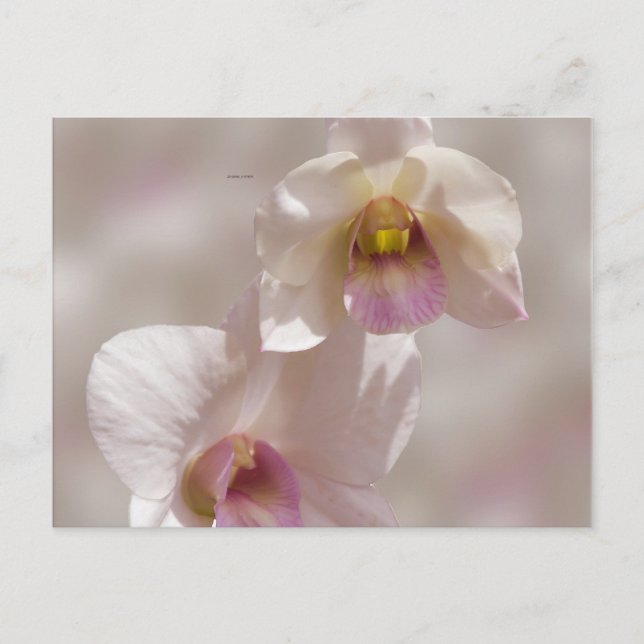 Carte Postale Fleur d'orchidée blanche et rose sur fond flou (Devant)