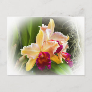 Carte Postale Fleur d'orchidée de Cattleya