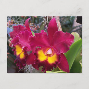 Carte Postale Fleur d'orchidée de cattleya rose tropical