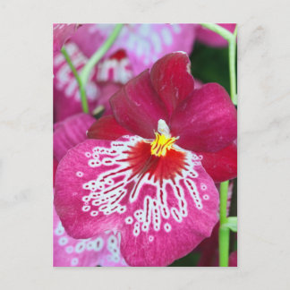 Carte Postale Fleur d'orchidée de Miltonia
