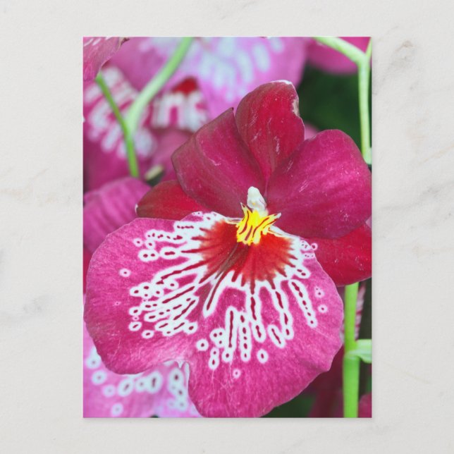 Carte Postale Fleur d'orchidée de Miltonia (Devant)