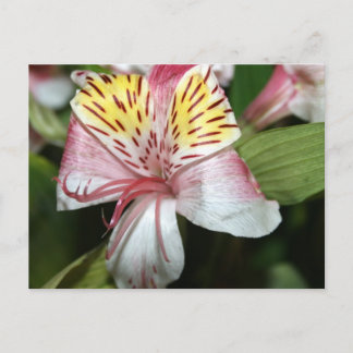 Carte Postale Fleur d'orchidée gros plan, rose blanc jaune photo