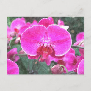 Carte Postale Fleur d'orchidée rose, photographie florale