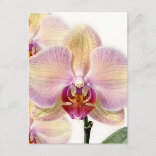 Carte Postale Fleur d'orchidée violette pastel élégante