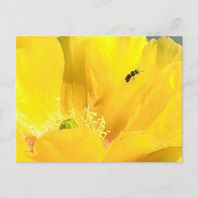 Carte postale Fleur d'oreille (Devant)