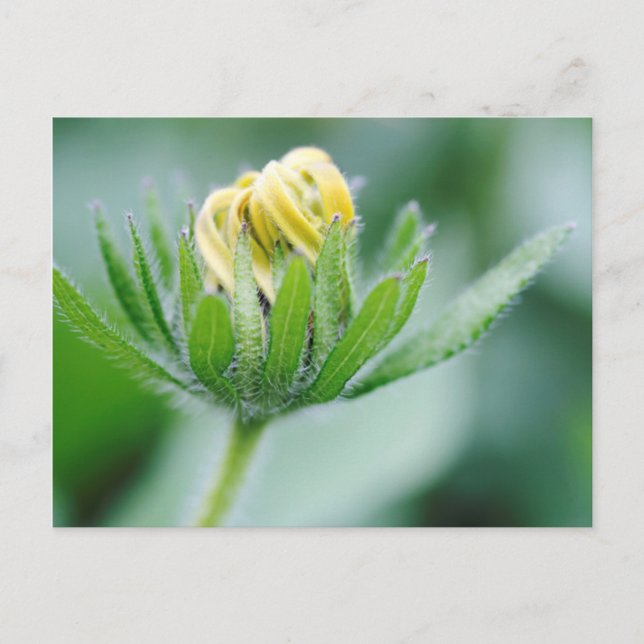 Carte Postale Fleur D'Ouverture De La Fleur De Cône (Devant)