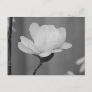 Carte Postale Fleur du centenaire du Magnolia noir et blanc