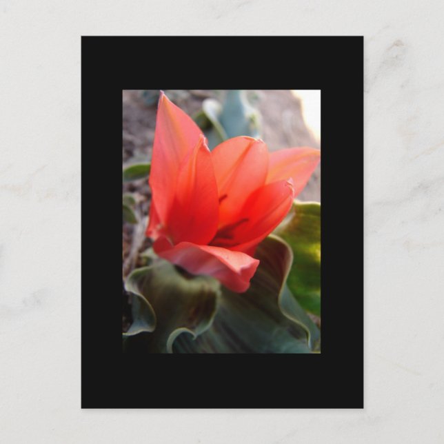 Carte Postale fleur du désert (Devant)