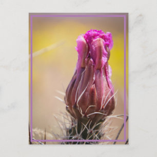 Carte Postale Fleur du désert