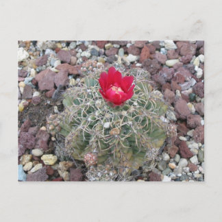 Carte Postale Fleur du désert