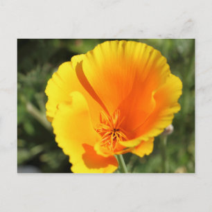 Carte Postale Fleur du pavot de Californie