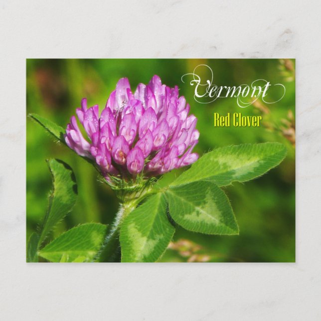 Carte Postale Fleur du Vermont State : Clover rouge (Devant)
