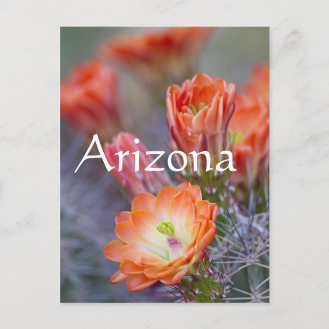 Carte Postale Fleur en Orange, Arizona (Devant)