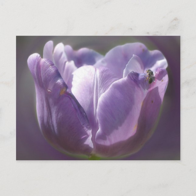 Carte Postale Fleur Et Abeille De Tulipe Violette (Devant)