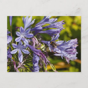 Carte Postale Fleur et abeilles d'Agapanthus