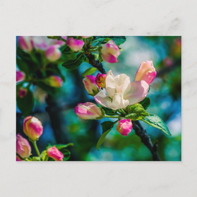 Carte Postale Fleur et bourgeons de pommes de terre (Devant)