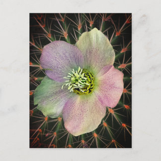 Carte Postale Fleur et criquet