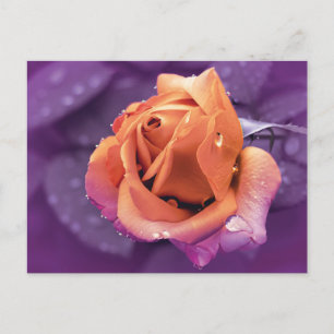Carte Postale Fleur et gouttes de pluie, Duotone violet et orang