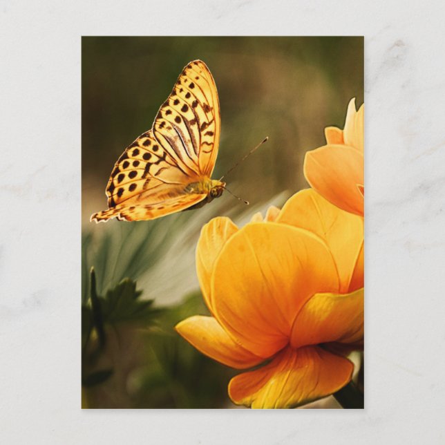 Carte Postale fleur et papillon paix et joie (Devant)