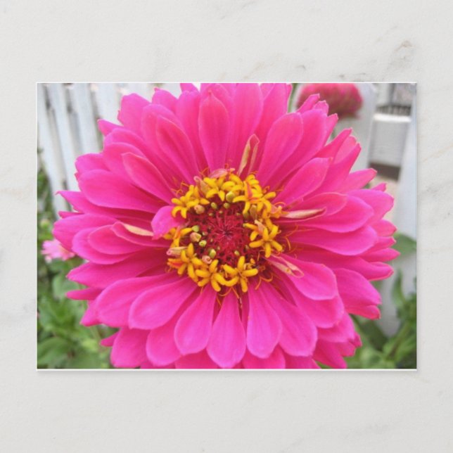 Carte Postale fleur, état rose foire zinnia (Devant)