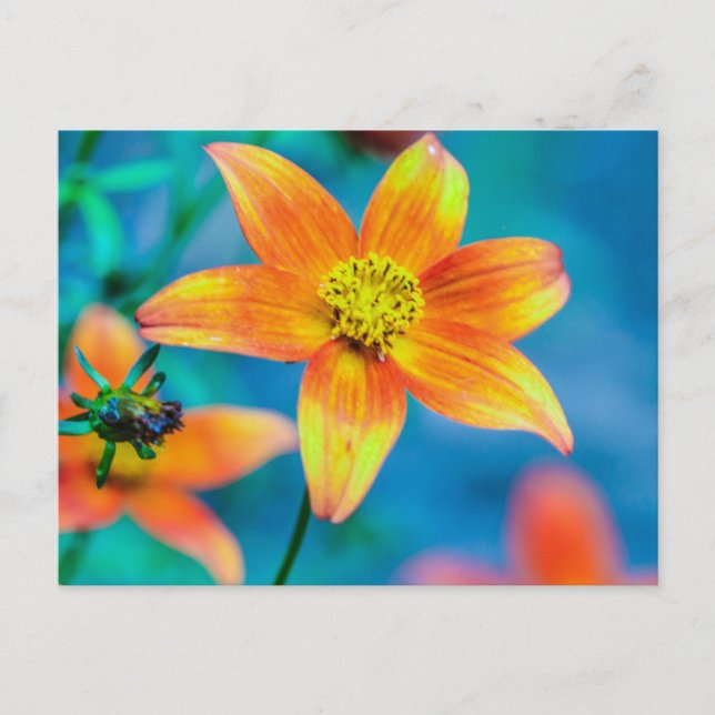 Carte Postale Fleur étoile orange (Devant)