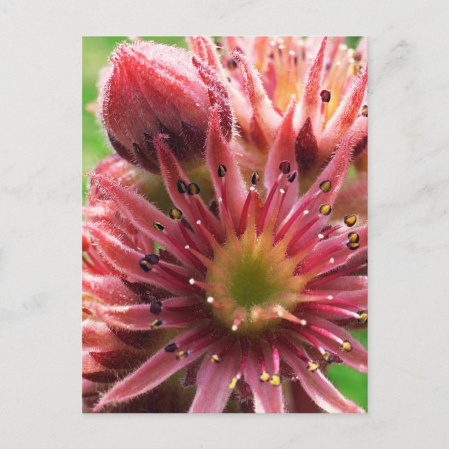 Carte Postale Fleur Exotique, Bourgeons Roses, Succulente / Natu (Devant)