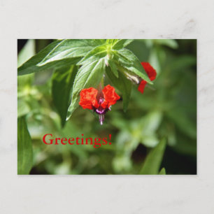 Carte postale Fleur face chauve