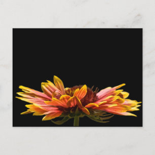 Carte postale Fleur Faisée Automne