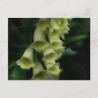 Carte Postale Fleur Foxgants intenses