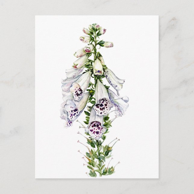Carte Postale Fleur Foxglove (Devant)
