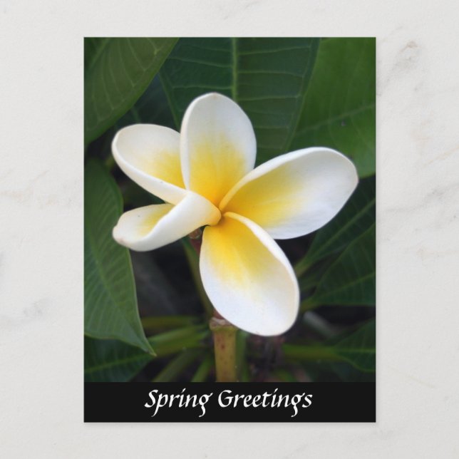 Carte Postale Fleur Fragipani, Salutations de printemps, Nature (Devant)