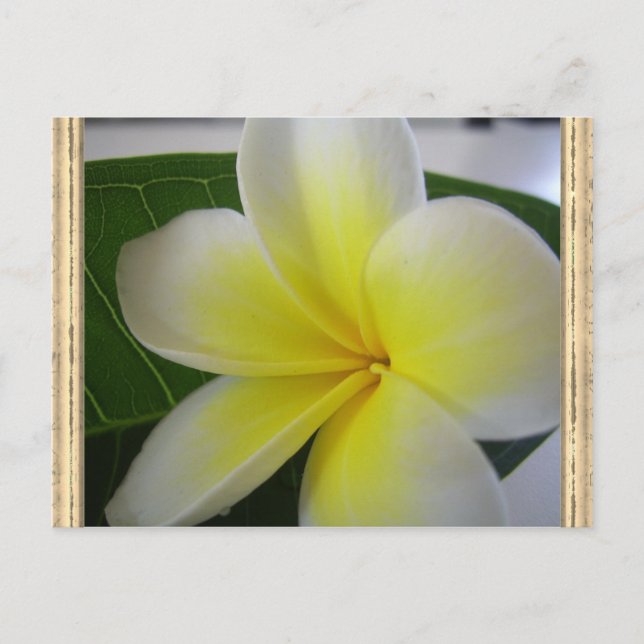Carte Postale Fleur Frangipani Blanc Et Jaune (Devant)