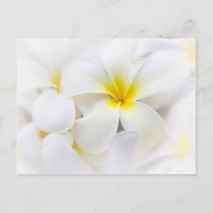 Carte Postale Fleur Frangipani Plumeria blanche Fleurs florales