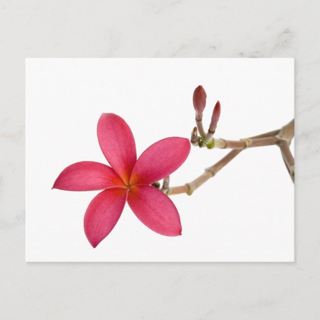 Carte Postale Fleur Frangipani rouge (Devant)