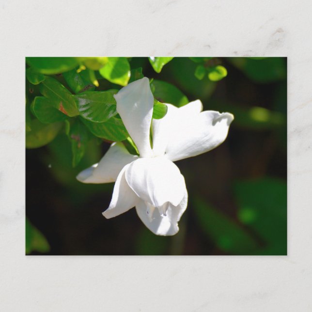 Carte Postale Fleur Gardenia blanche (Devant)
