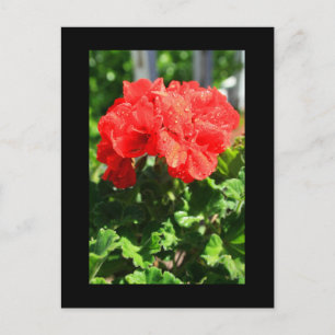 Carte postale Fleur Geranium rouge