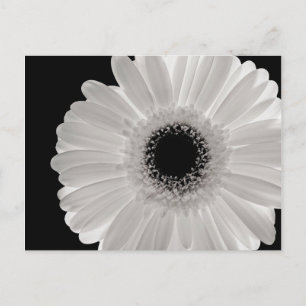 Carte Postale Fleur Gerbera blanche