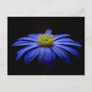 Carte Postale Fleur Gerbera Blue Daisy sur un arrière - plan noi