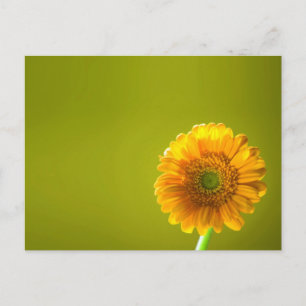 Carte Postale Fleur Gerbera Jaune Daisy