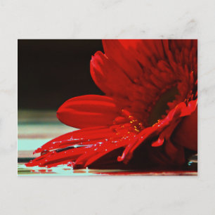 Carte Postale Fleur Gerbera Red Daisy